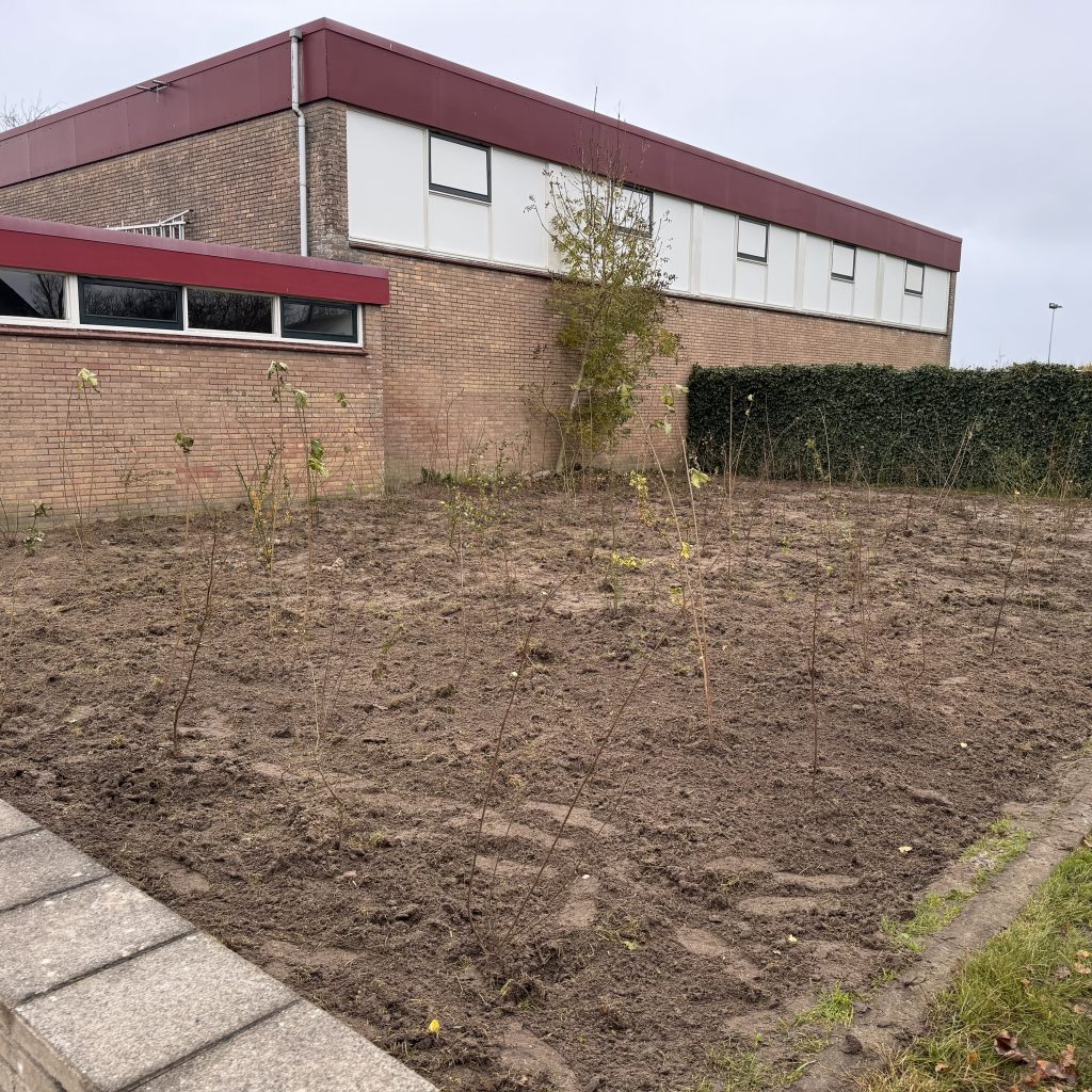 Net geplante heesters en vast planten.