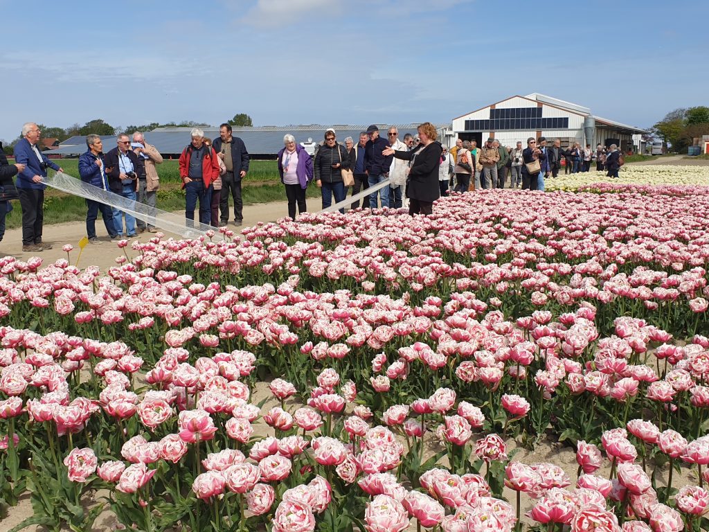 Tulpenexcursie bij kwekerij Siem Munster.