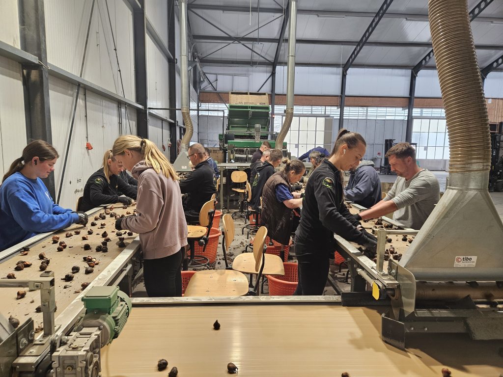 Bollen pellen aan de band