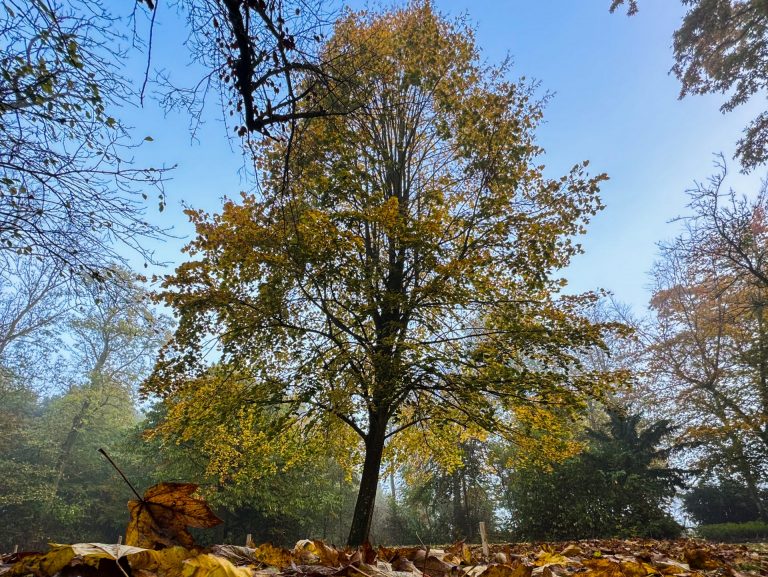 Herfst in Anna Paulowna. Foto van een boom in herfstkleuren met gevallen blaadjes op de voorgrond