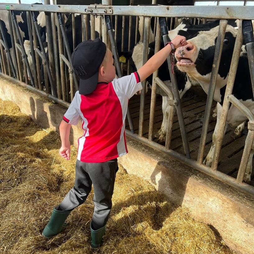 Jongen in Ajaxshirt voert een koe hooi in de stal