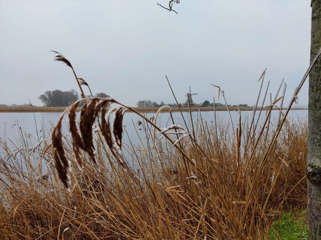 Riet wuivend in de wind voor water