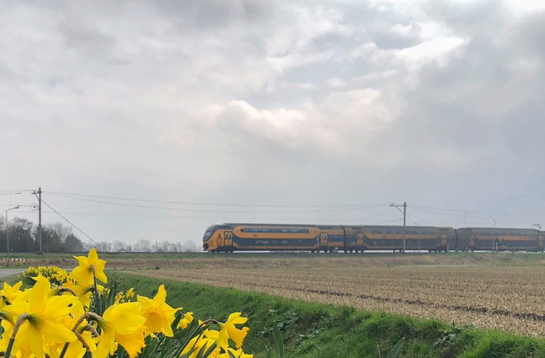 trein met narcissen in berm