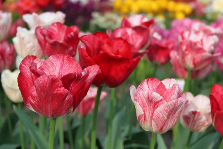 Poldertuin Anna Paulowna - foto van tulpen in een veld closeup