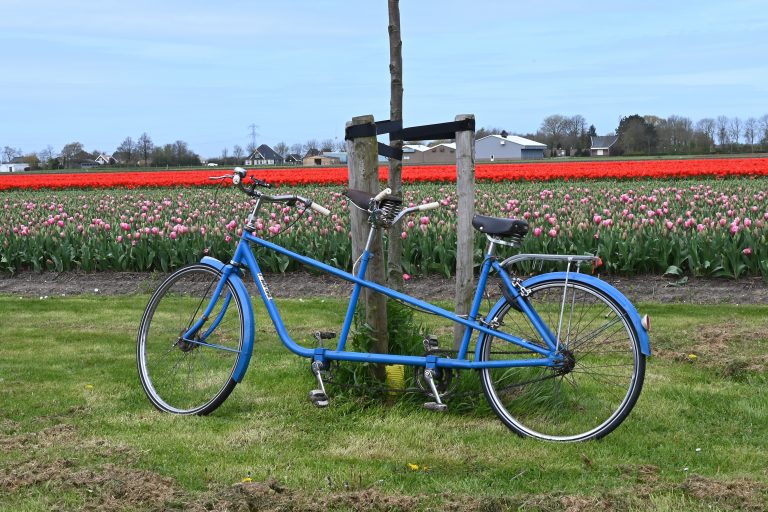 Tandem bij tulpenveld