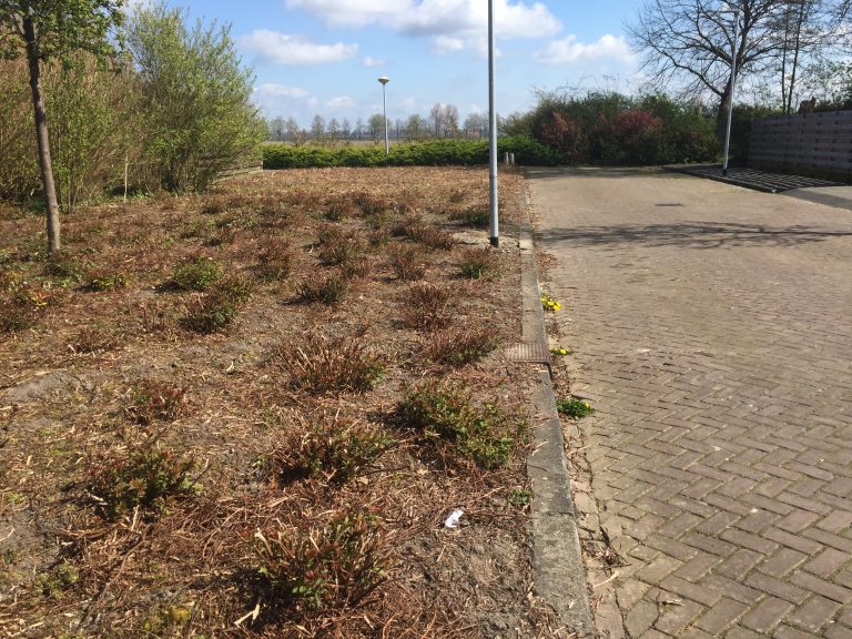 Snoeiwerkzaamheden in Hollands Kroon van heesters en rozen