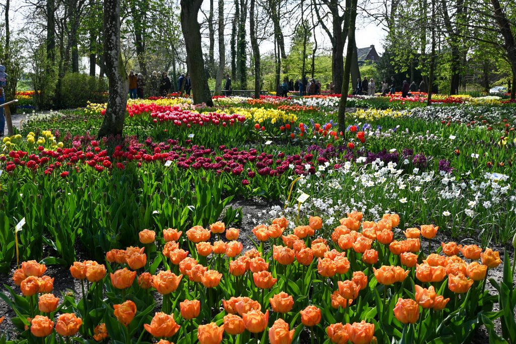 De Poldertuin in Anna Paulowna staat in bloei