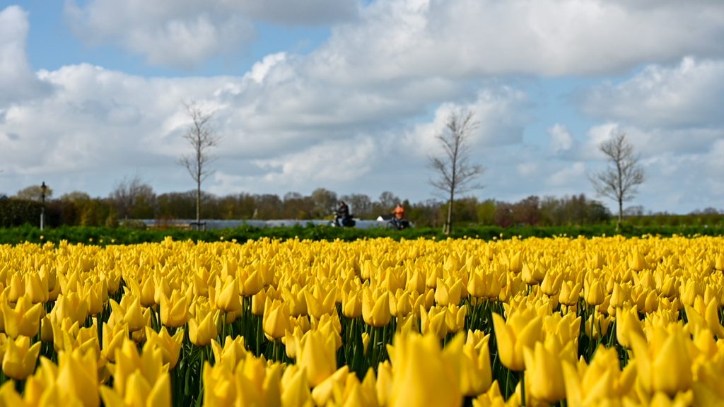 De velden staan in bloei