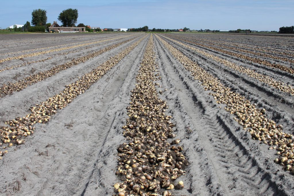 Bloembollen op het veld liggen in rijen op een akker