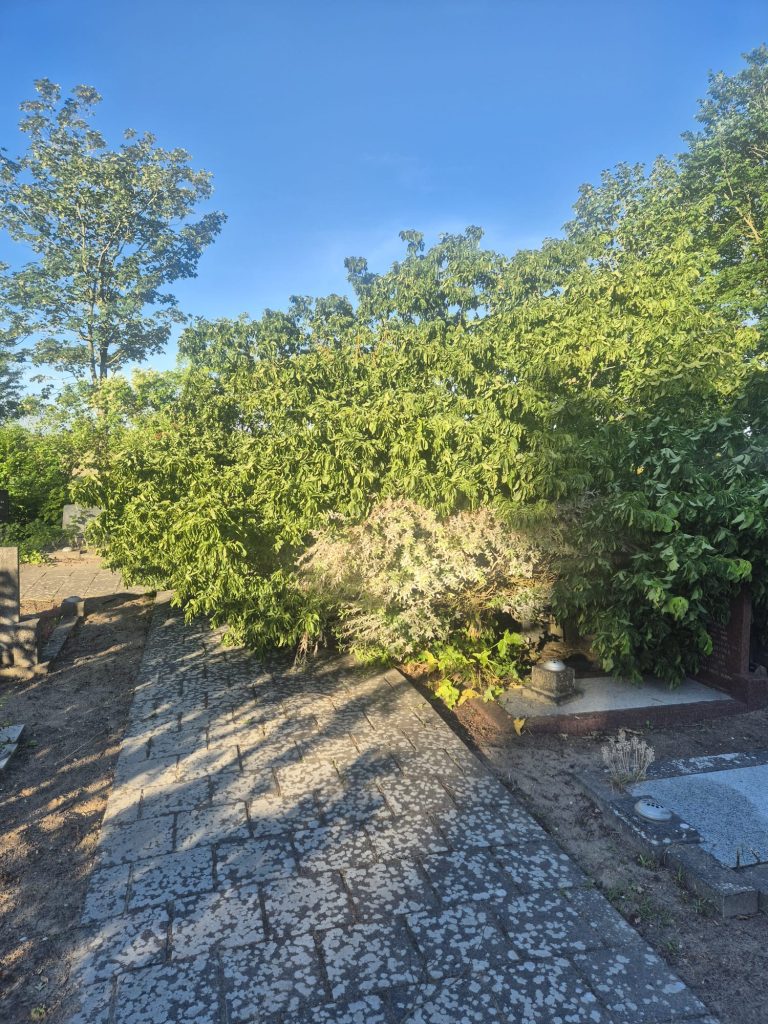 Bomen gevallen op graven 19 en 20 juni 2026