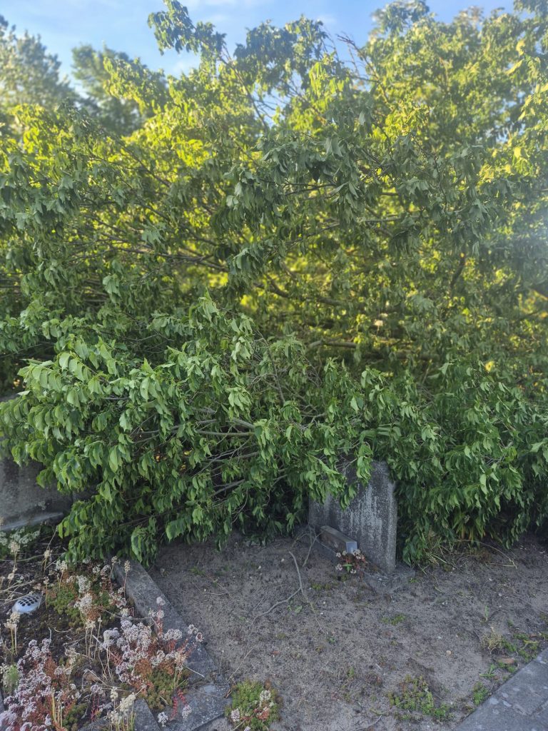 Bomen gevallen op graven op 19 en 20 juni 2026