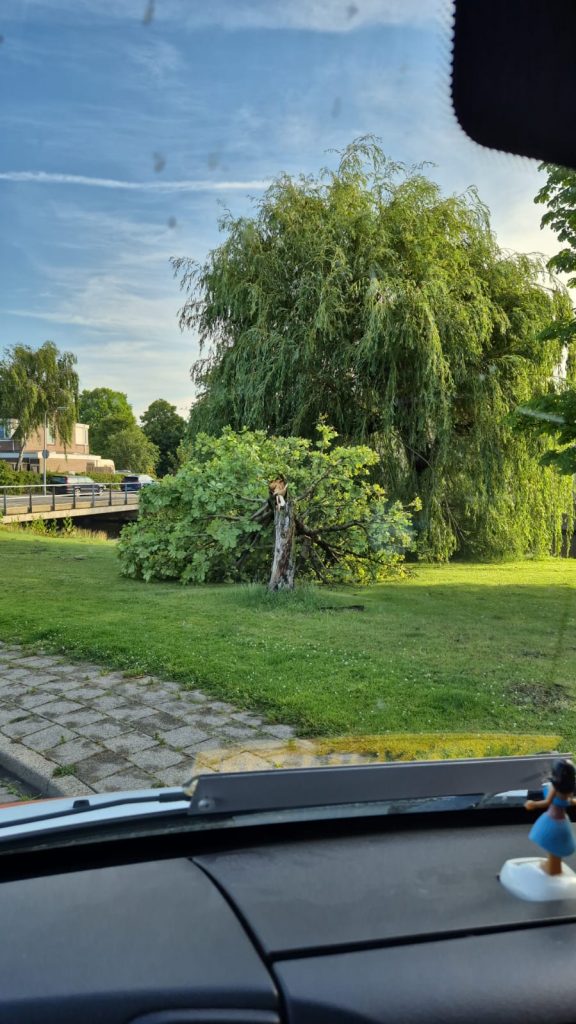 Omgeknakt boompje na storm van 19 en 20 juni 2026