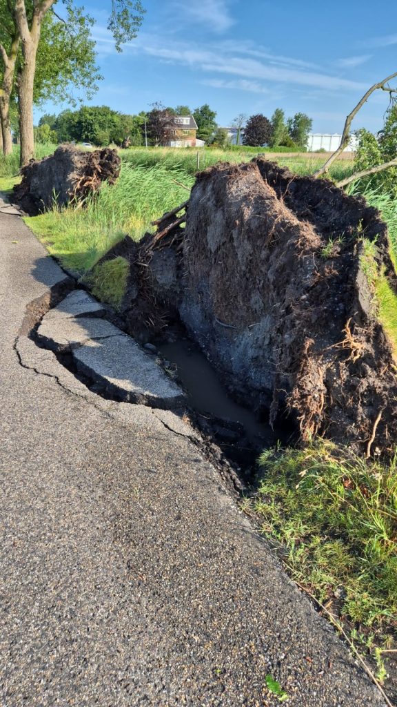 Ontwortelde boom na storm