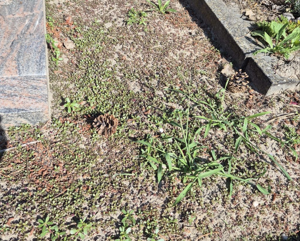 Jonge postelein plantjes