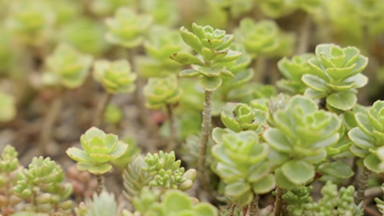 Sedum op het dak van dichtbij gezien