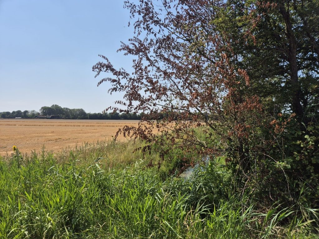 Zieke iep langs een weg in het buitengebied