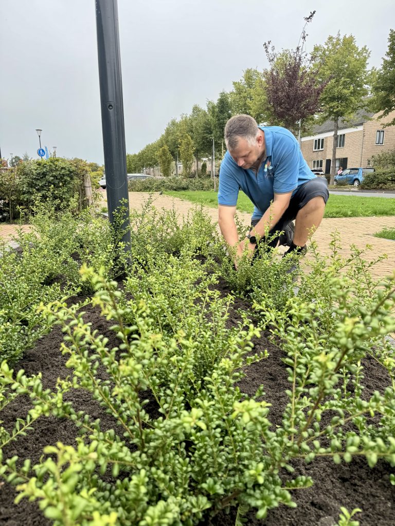 Een medewerker van Hollands Kroon plant plantjes
