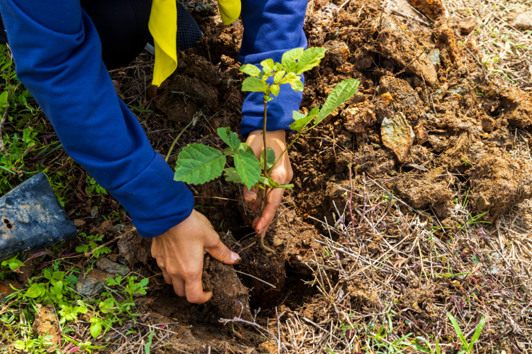 Jonge boom wordt geplant