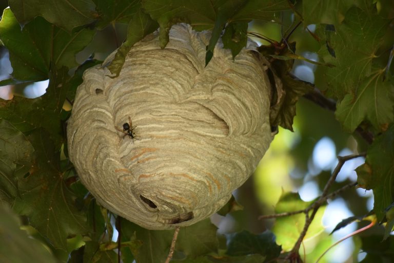 nest van hoornaars hangt tussen de groene bladeren van een boom. Op het nest zit één hoornaar bij de opening.