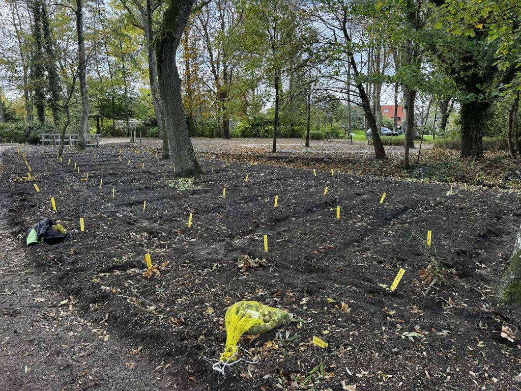 Overzicht van de Poldertuin in Anna Paulowna, waar vrijwilligers duizenden bloembollen hebben geplant. In de donkere aarde tussen de bomen staan veel gele bordjes die de verschillende plantplekken aangeven. Op de grond liggen nog enkele gele zakken met bloembollen.