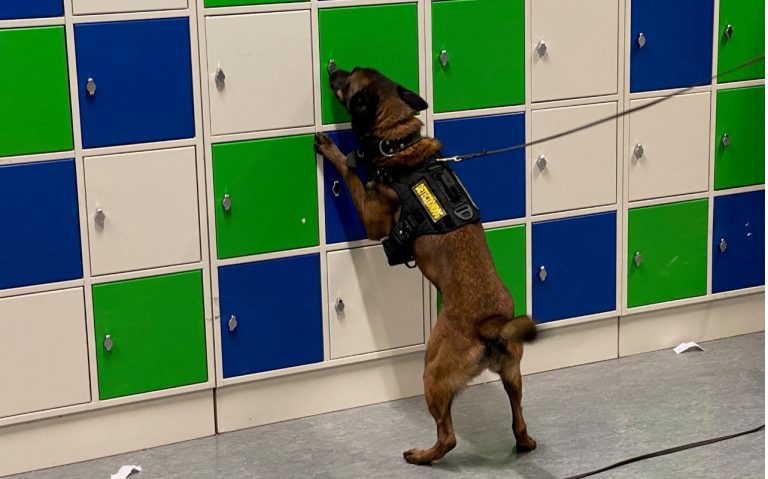 Een speurhond met zwart tuig onderzoekt een wand met blauwe, groene en witte kluisjes. De hond staat op de achterpoten en ruikt aan een van de kluisjes.