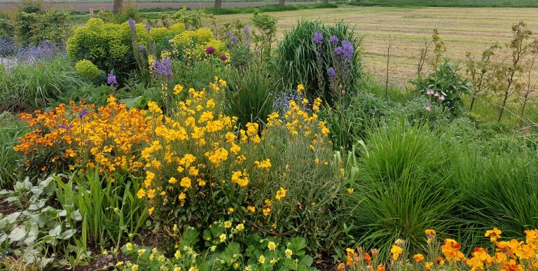 Tuin met veel bloemen
