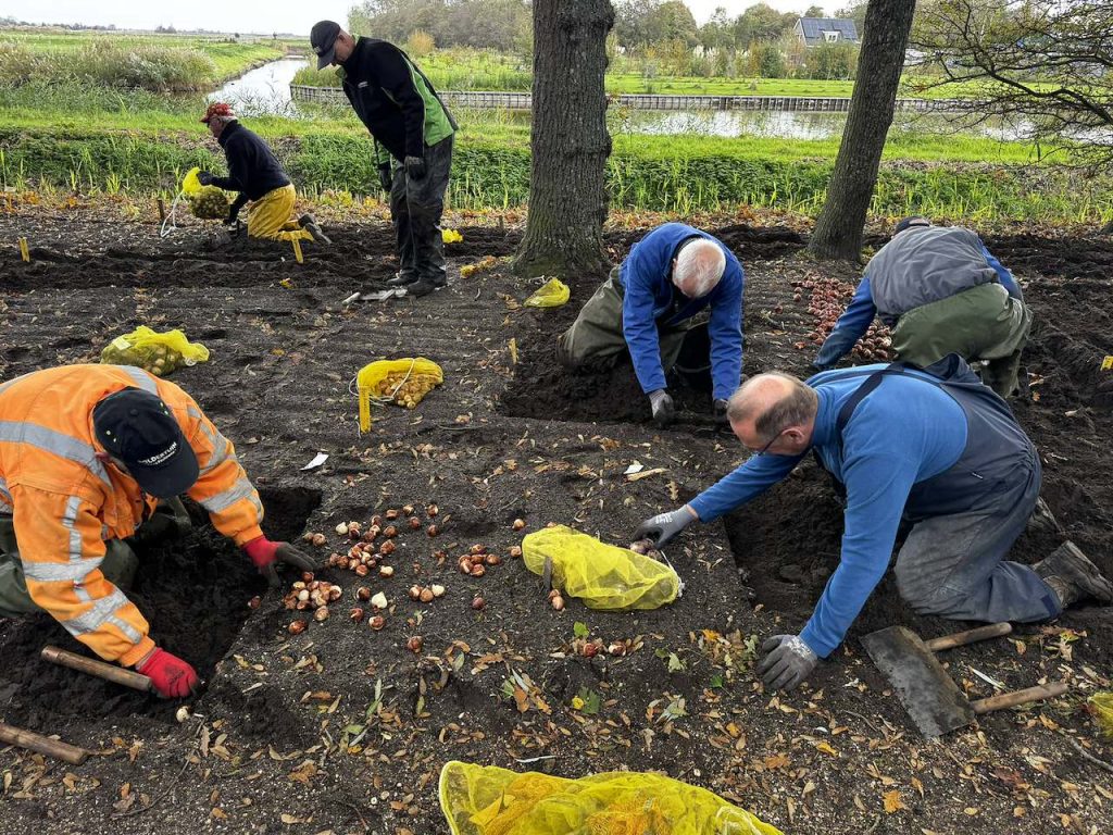 Vrijwilligers planten duizenden bloembollen in de Poldertuin in Anna Paulowna. Op de voorgrond staan twee personen bij een plantvak, terwijl op de achtergrond meerdere vrijwilligers tussen de bomen bezig zijn met het planten van bloembollen. Rond de plantplekken liggen gele zakken met bloembollen.